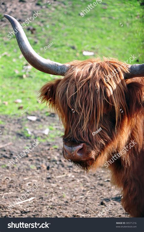 long haired buffalo.